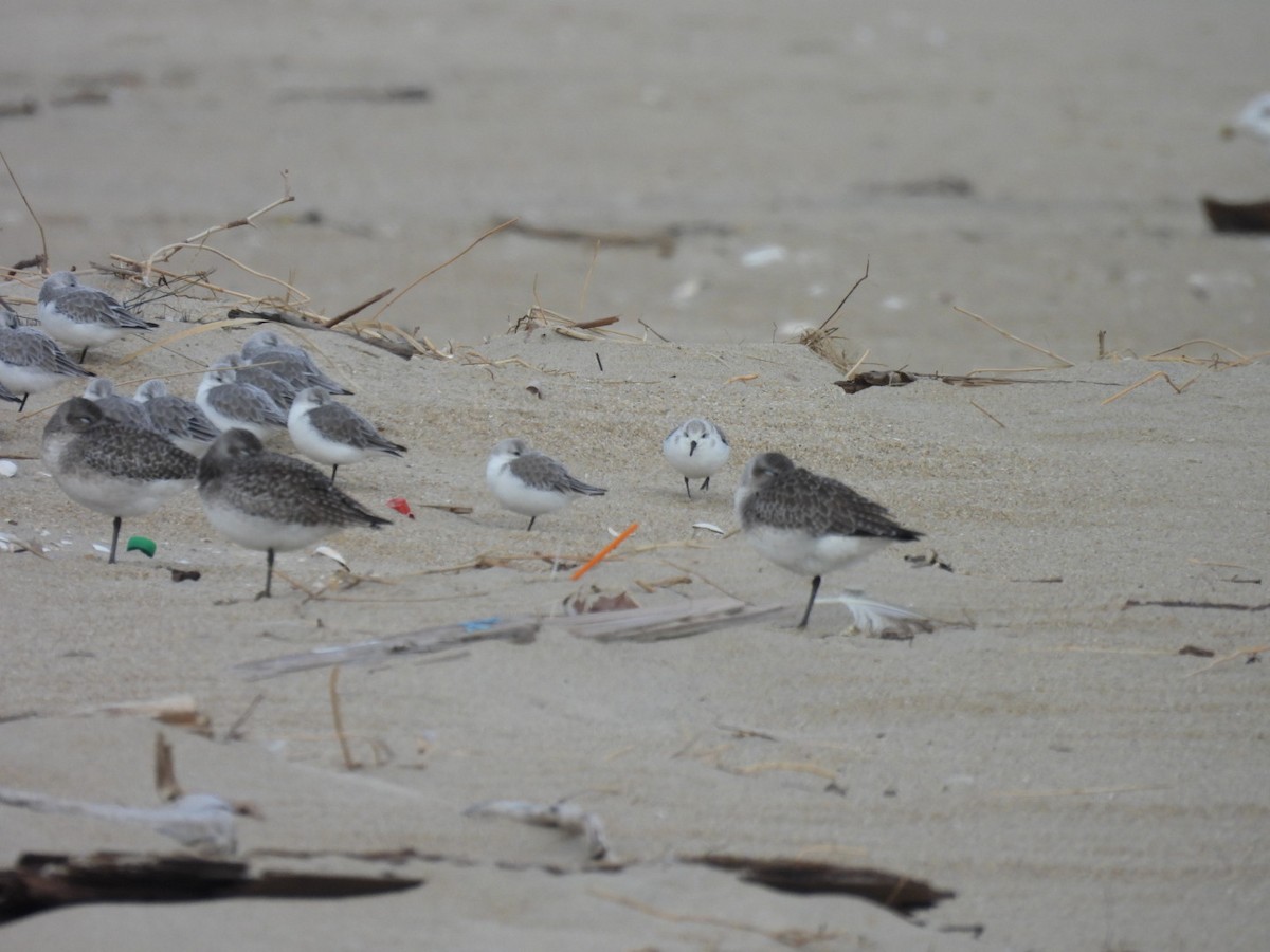 Txirri zuria - ML646482579