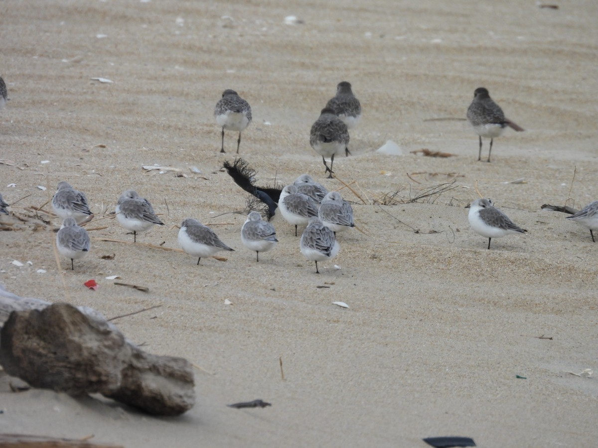 Txirri zuria - ML646482580