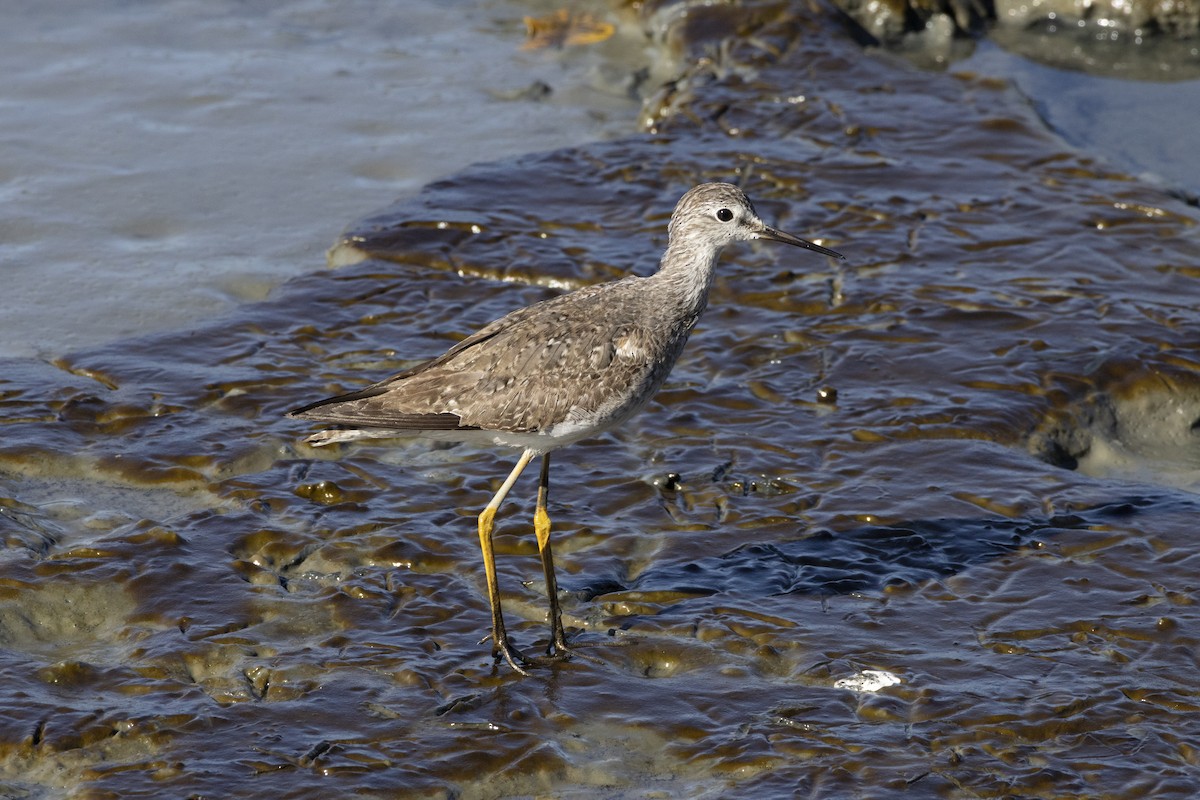 Lesser Yellowlegs - ML646482581