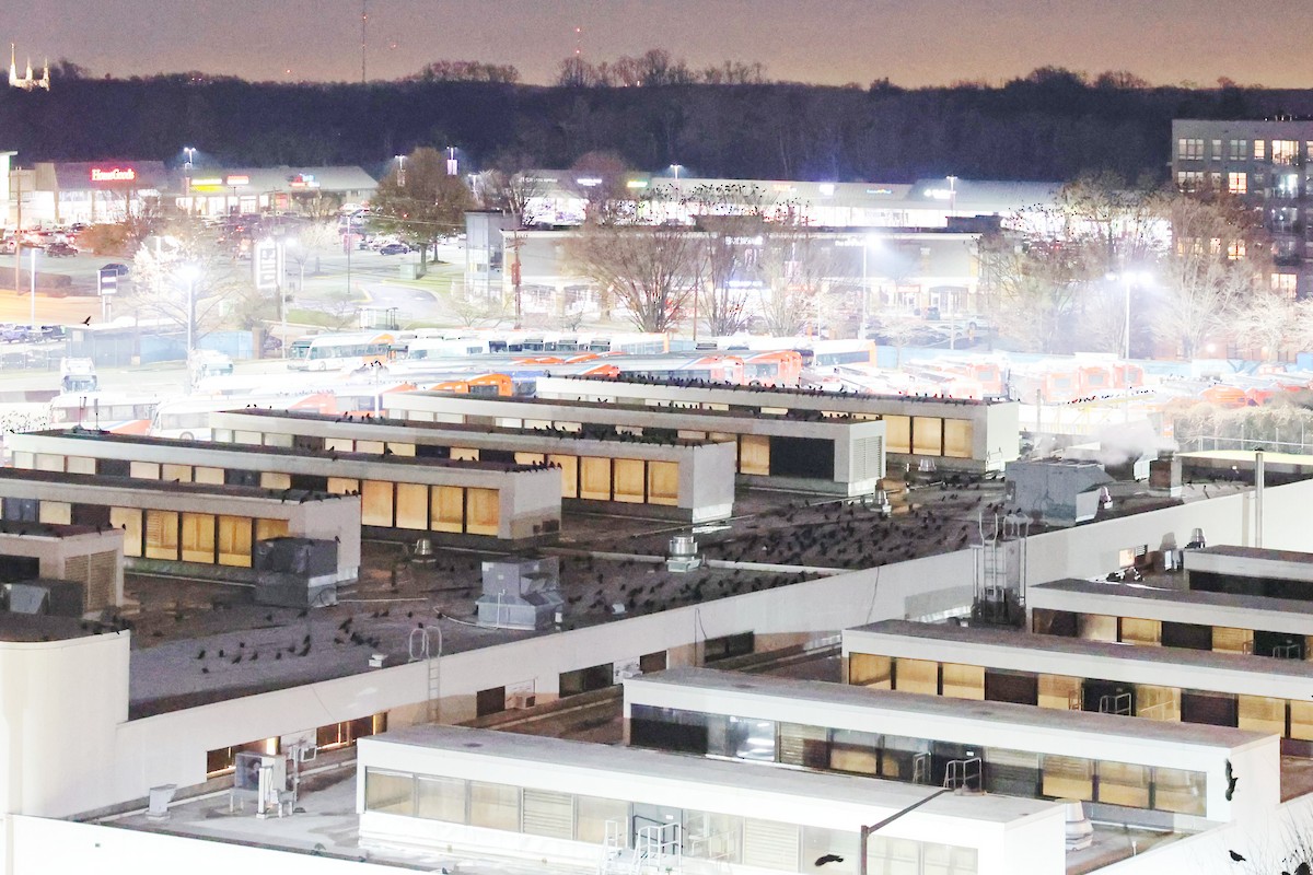 Fish Crow - ML646482587