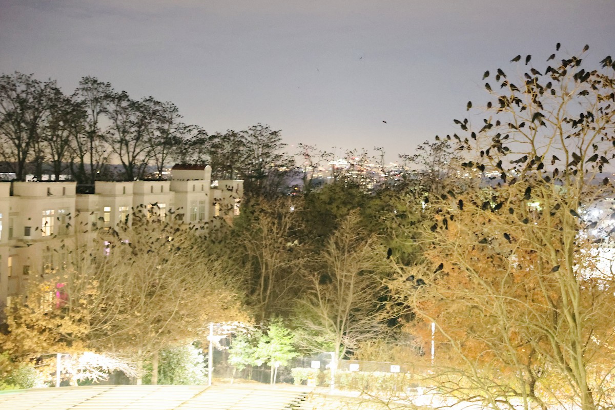 Fish Crow - ML646482589