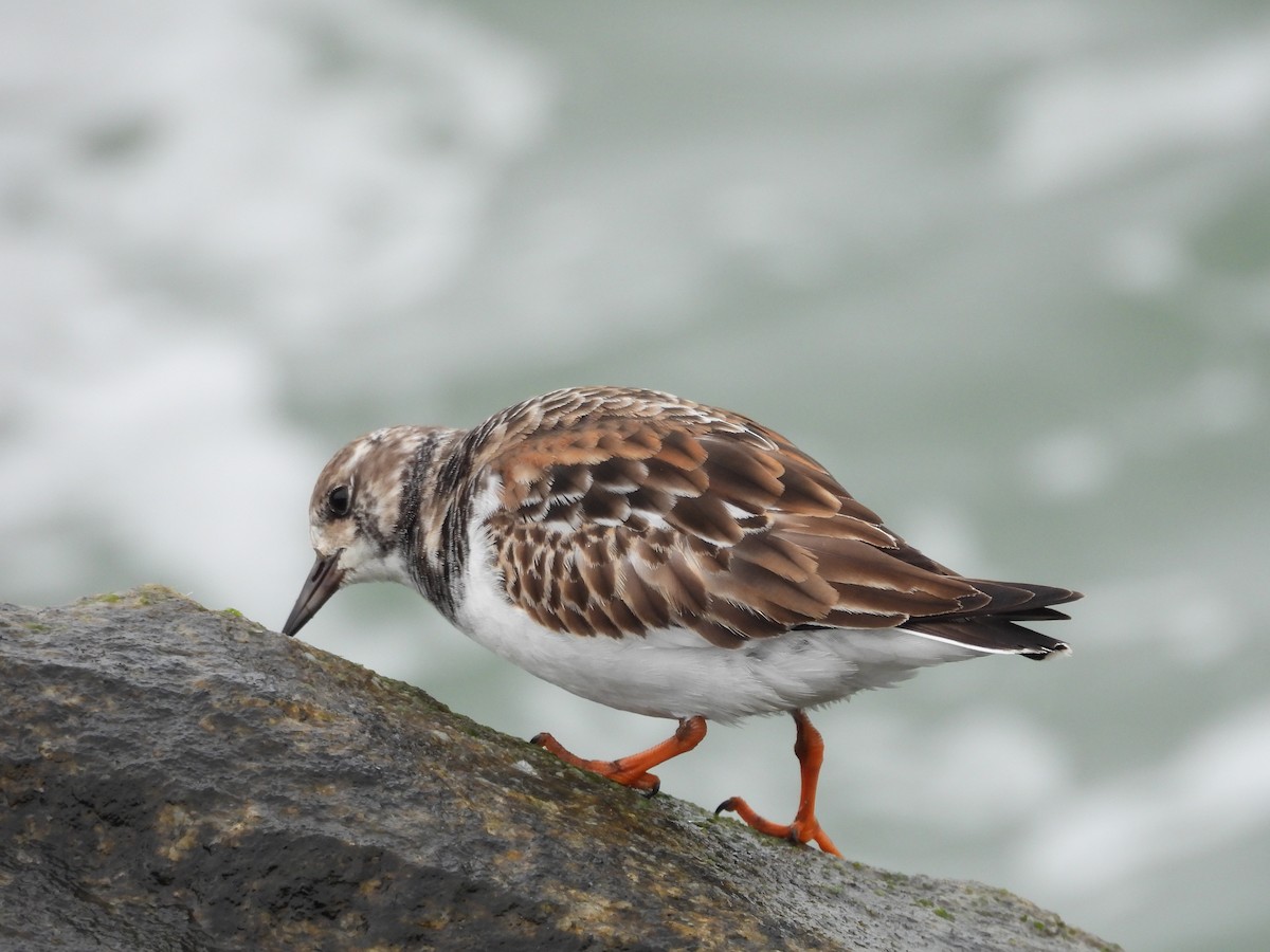 Taşçeviren - ML646482591