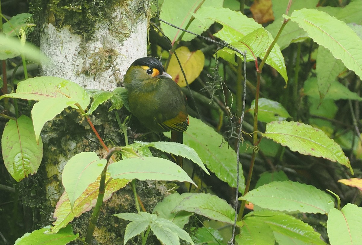 Bugunbunthäherling - ML646482593