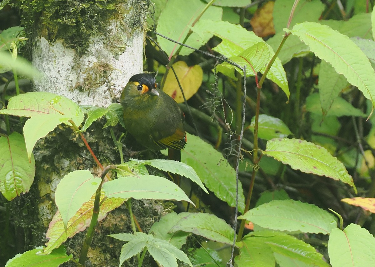 Bugunbunthäherling - ML646482600