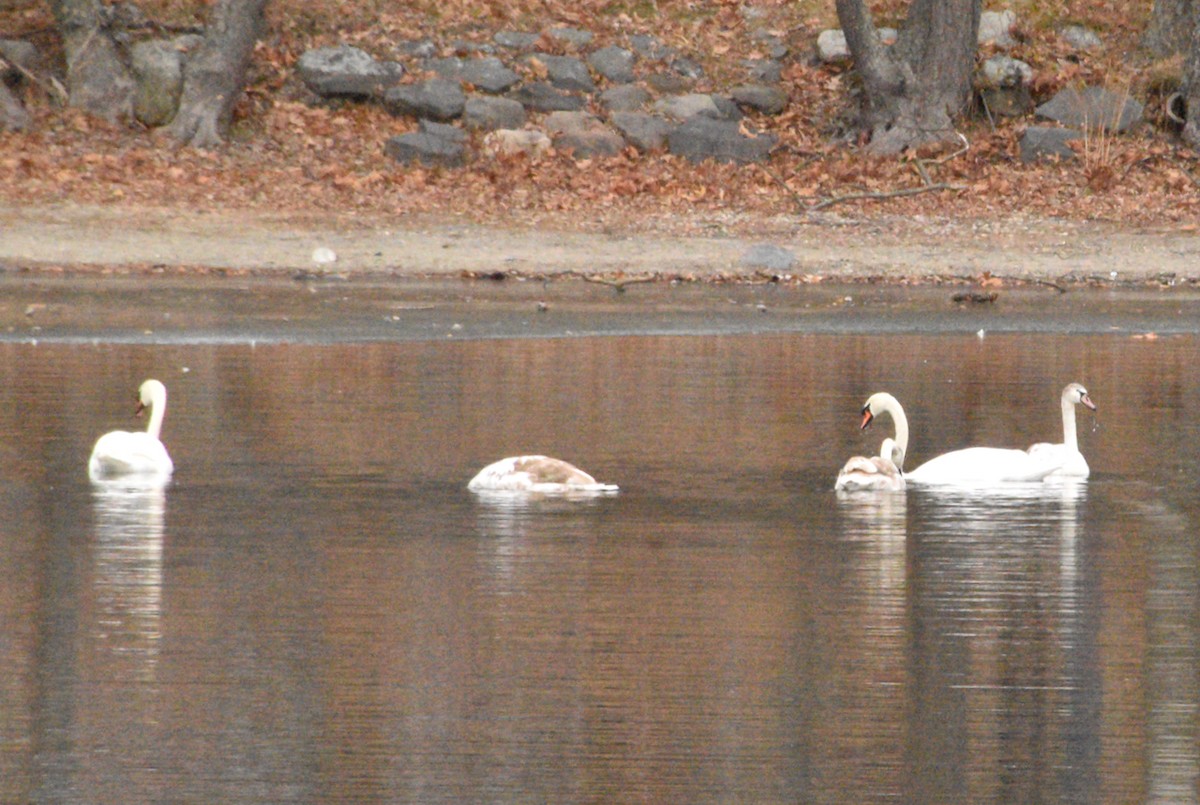 Лебідь-шипун - ML646482602