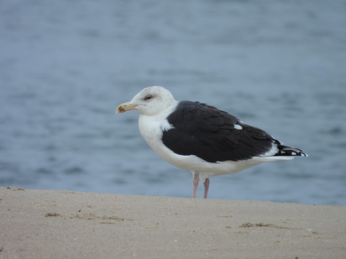 Great Black-backed Gull - ML646482605
