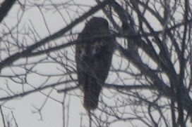 עקב בלתי-מזוהה - ML646482615