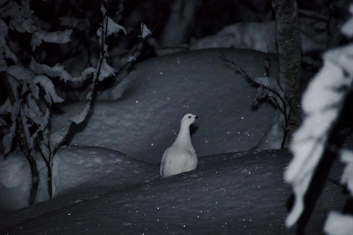 Lagópodo Común - ML646482618