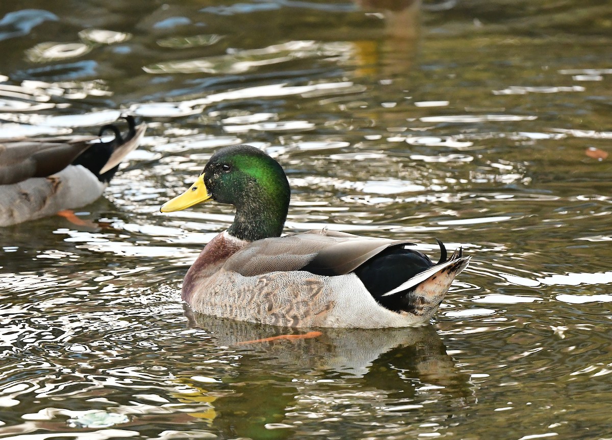 Кряква - ML646482621