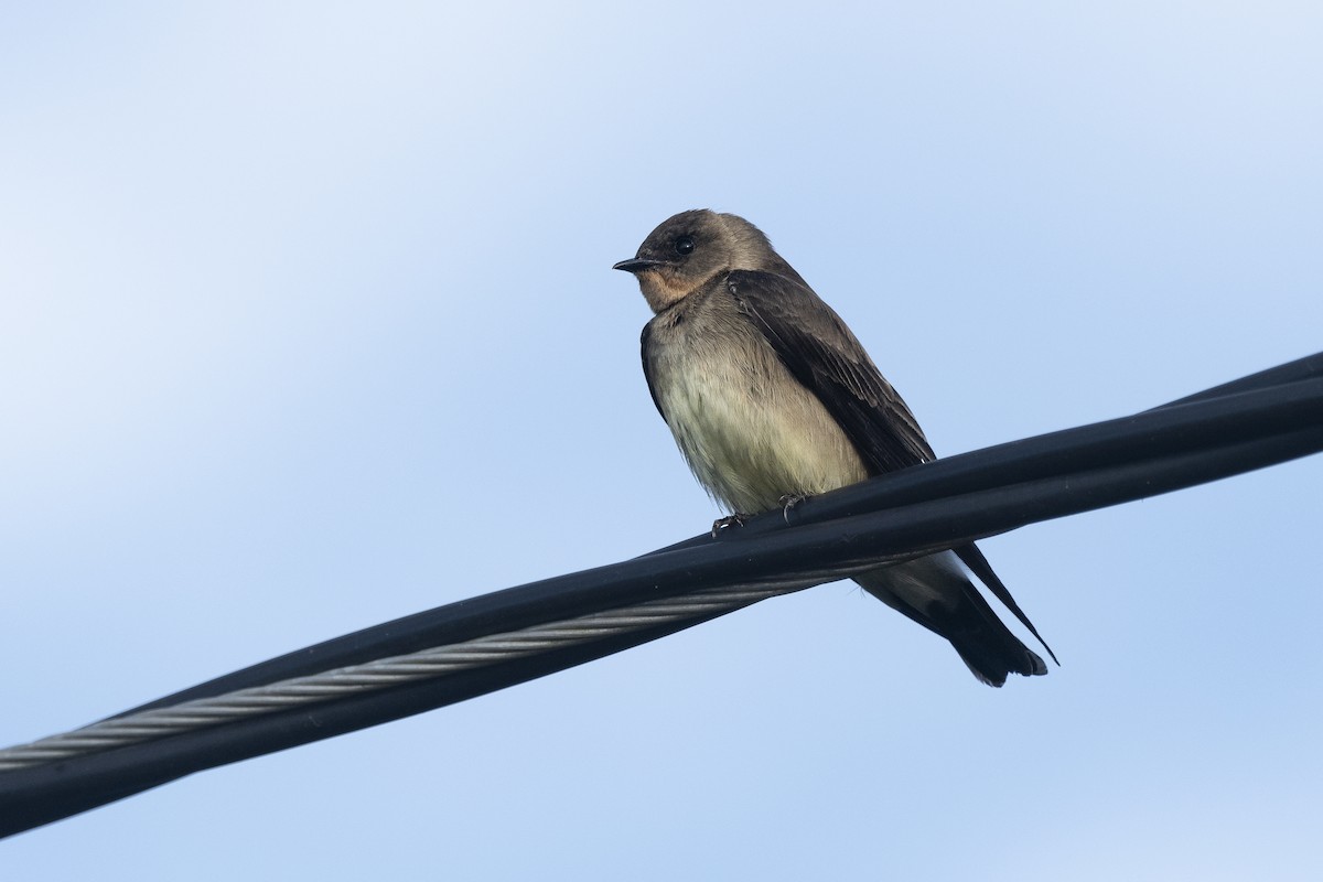 オビナシショウドウツバメ - ML646482622