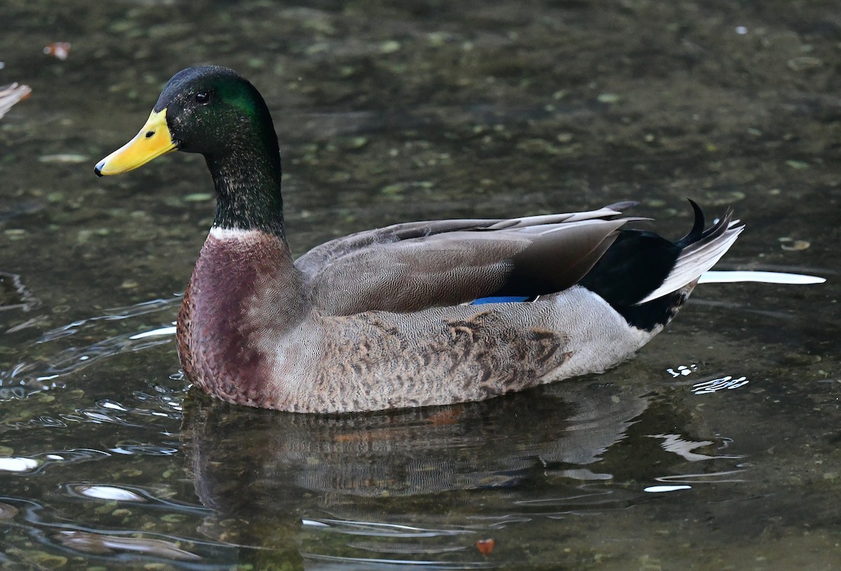 Кряква - ML646482625