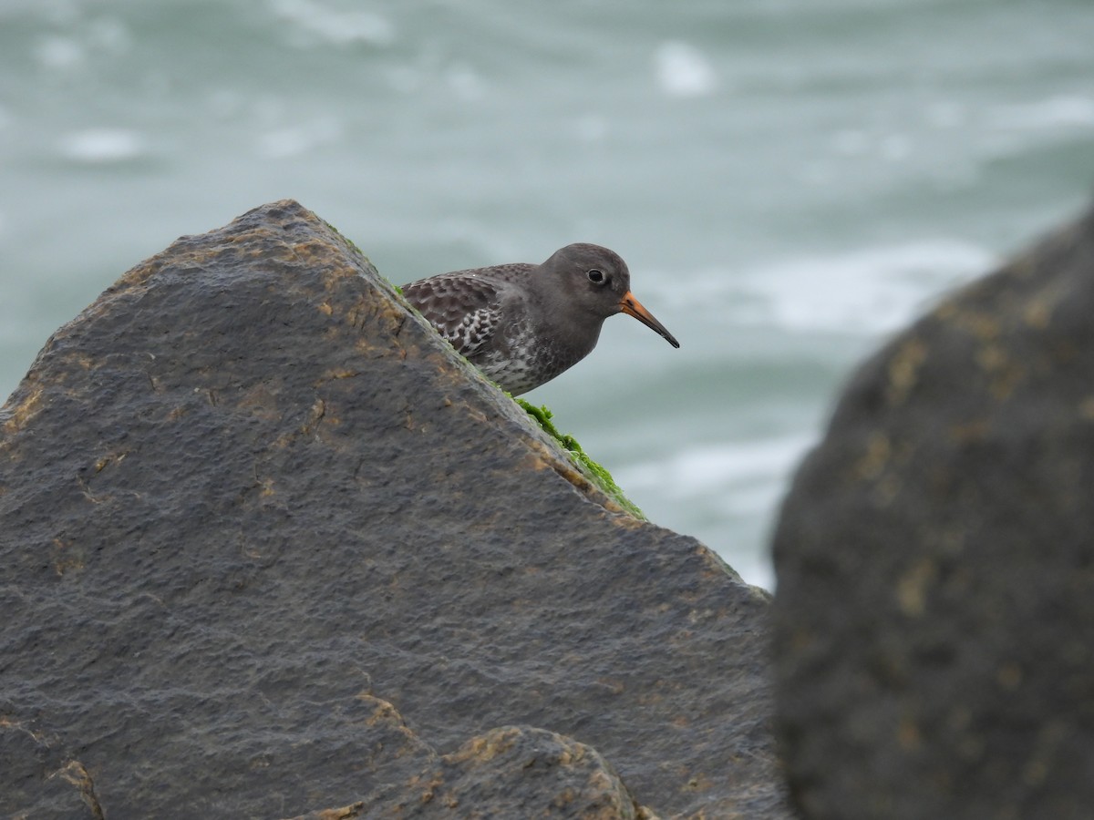 Mor Kumkuşu - ML646482630