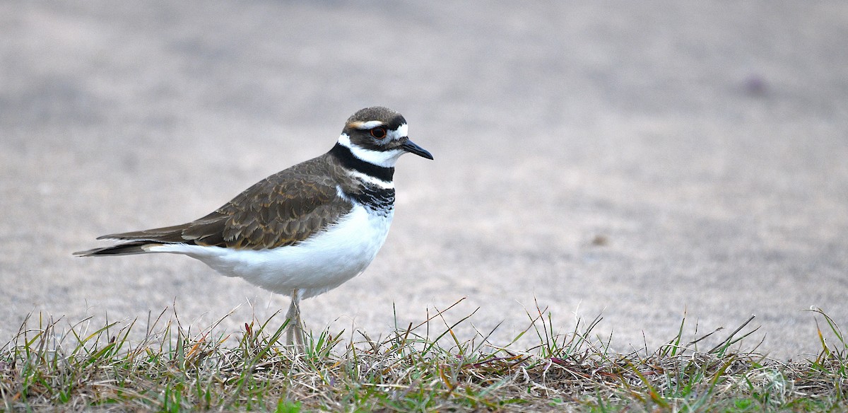 kulík rezavoocasý - ML646482632