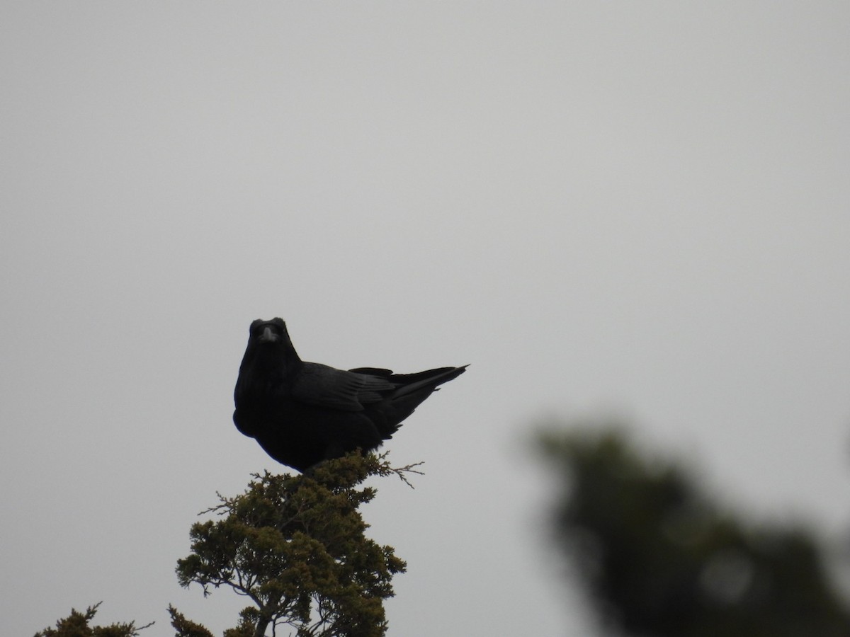 עורב שחור - ML646482633