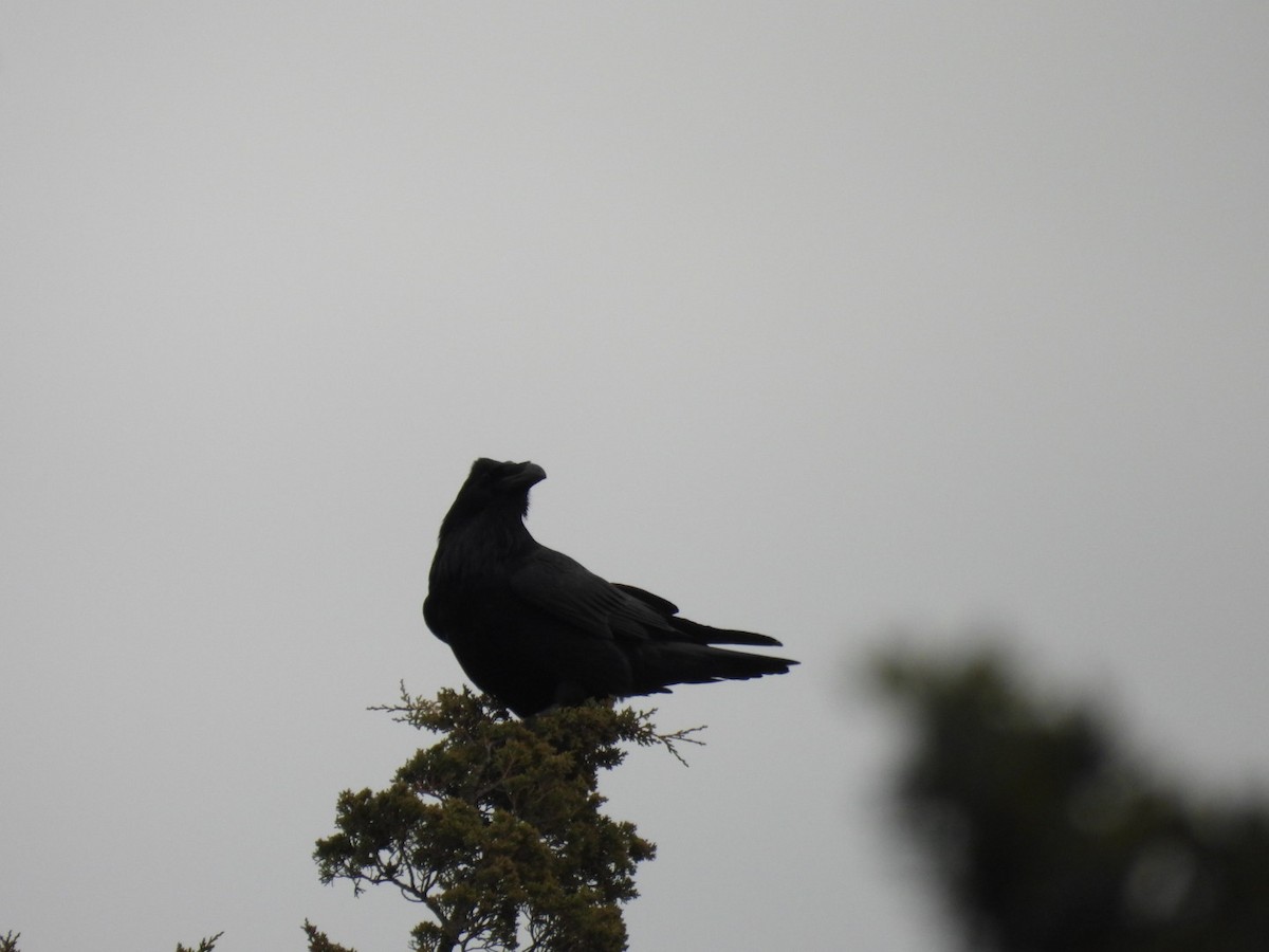 עורב שחור - ML646482634