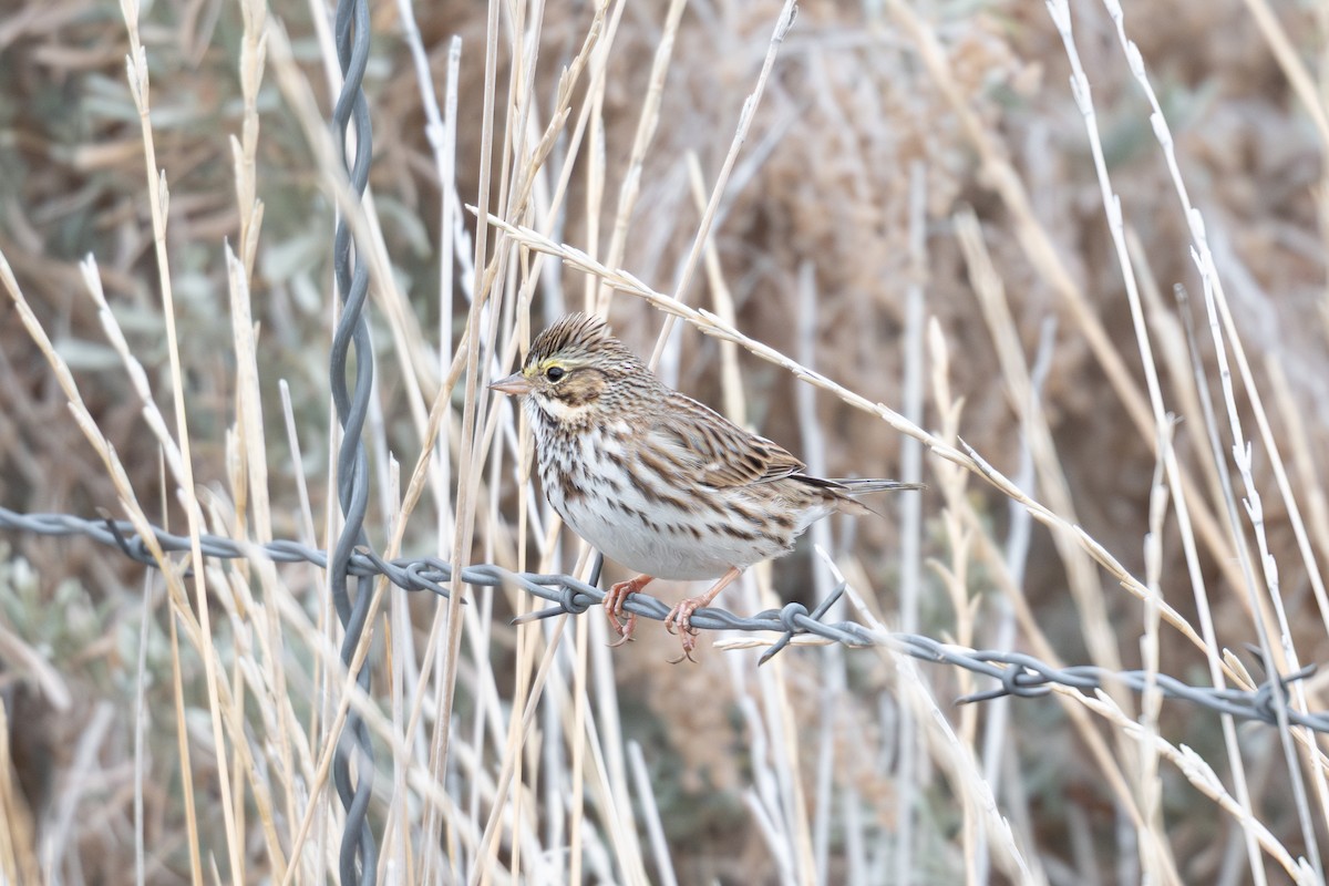 Savannah Sparrow - ML646482636