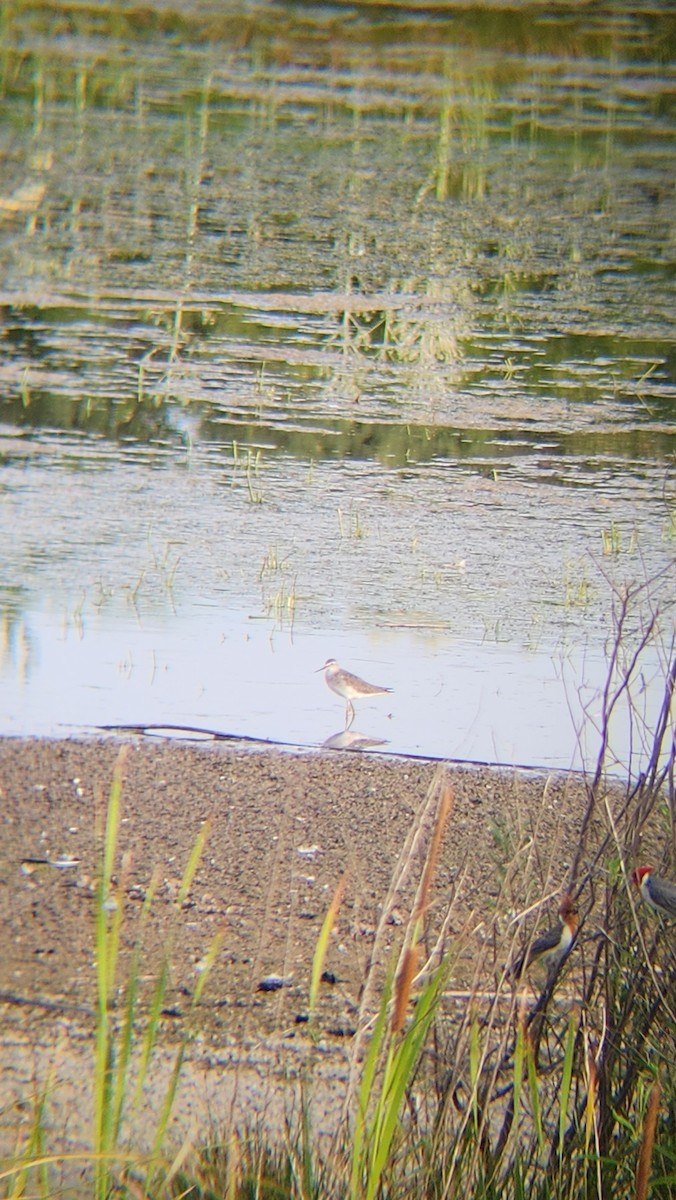 Lesser Yellowlegs - ML646482638