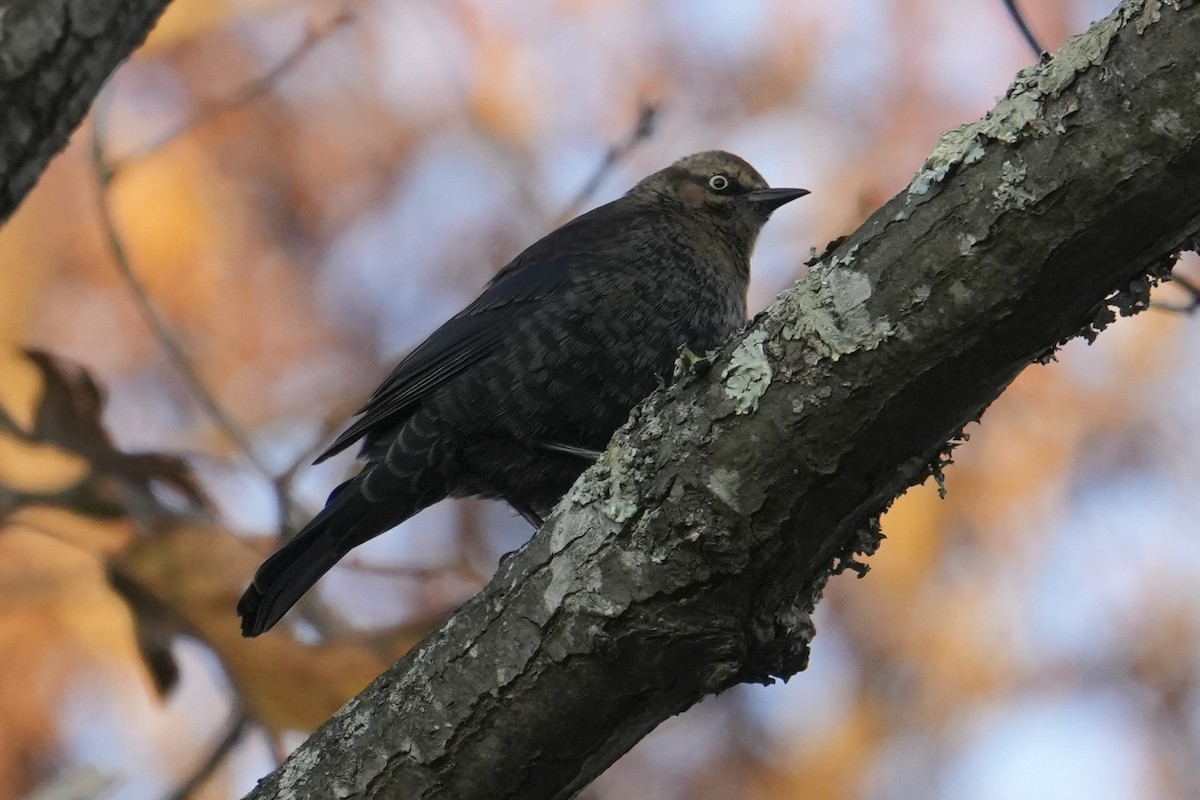 Rusty Blackbird - ML646482643