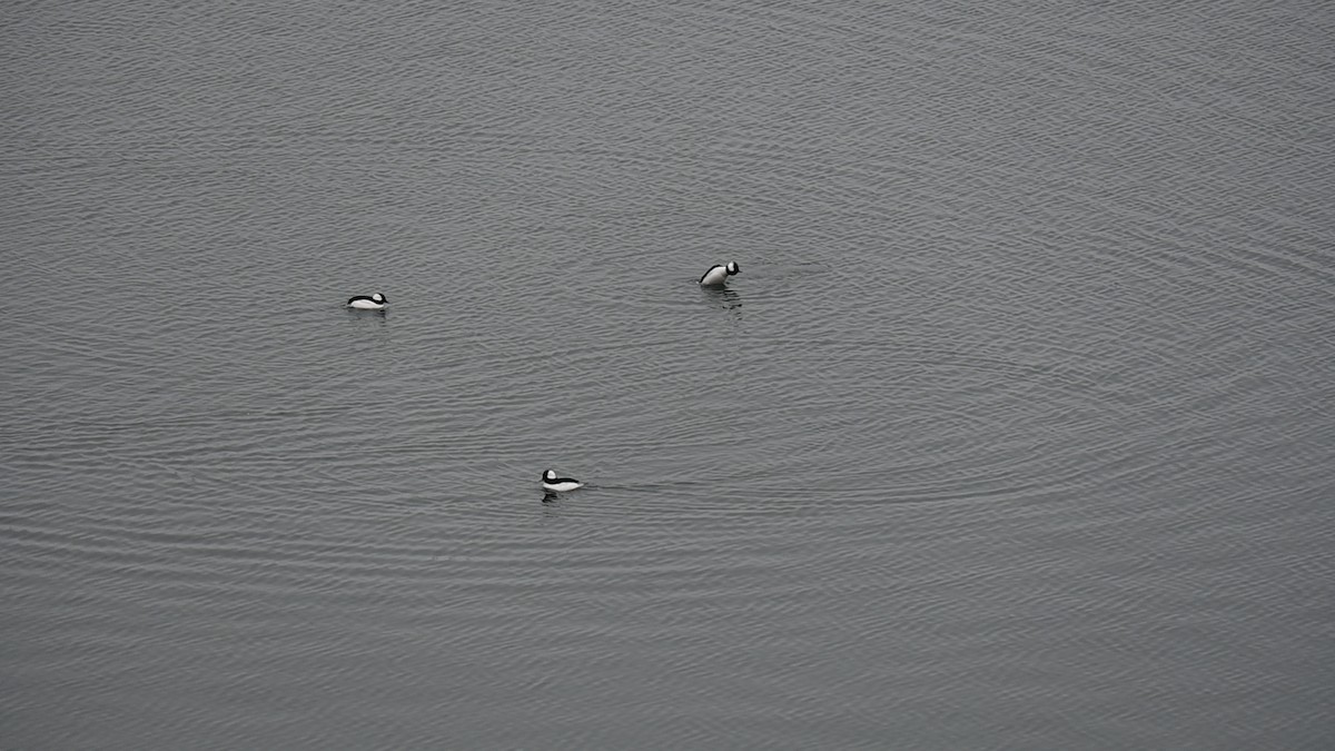 Bufflehead - ML646482644