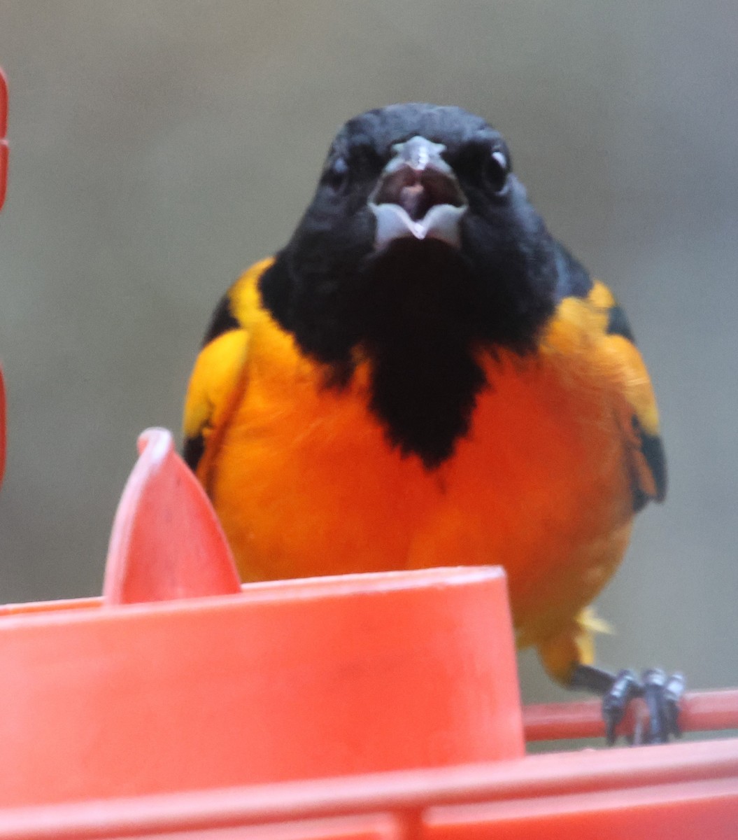 Балтиморский трупиал - ML646482647