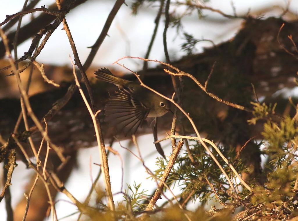 Gözlüklü Çalıkuşu - ML646482650