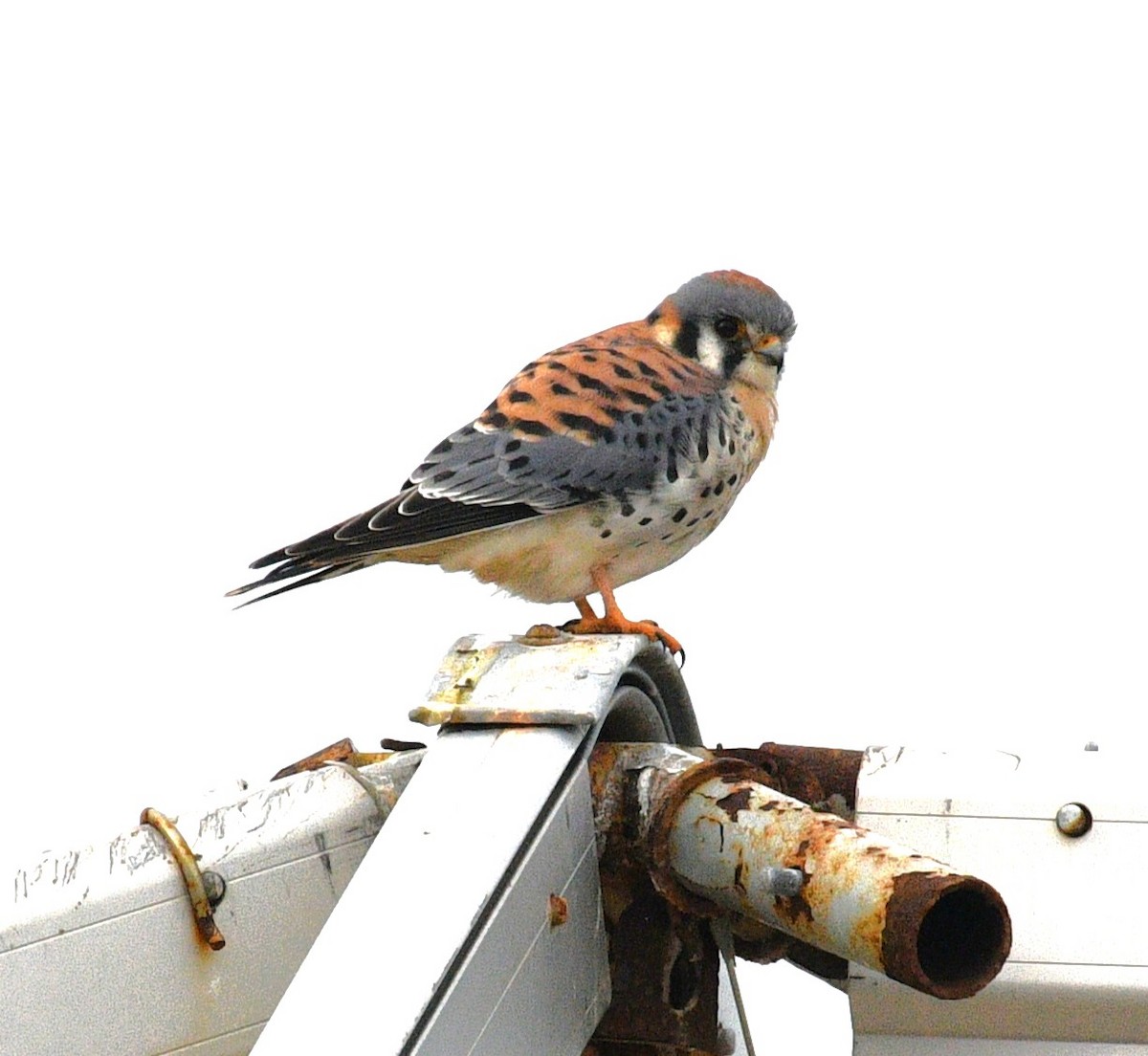 poštolka pestrá - ML646482653