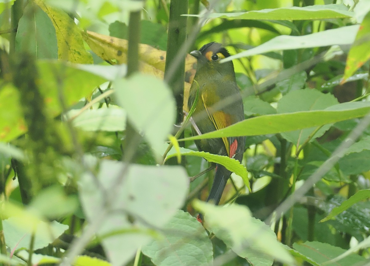 Bugunbunthäherling - ML646482654