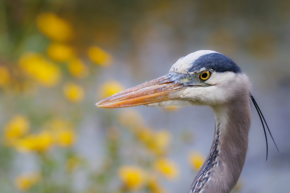 Great Blue Heron - ML646482655