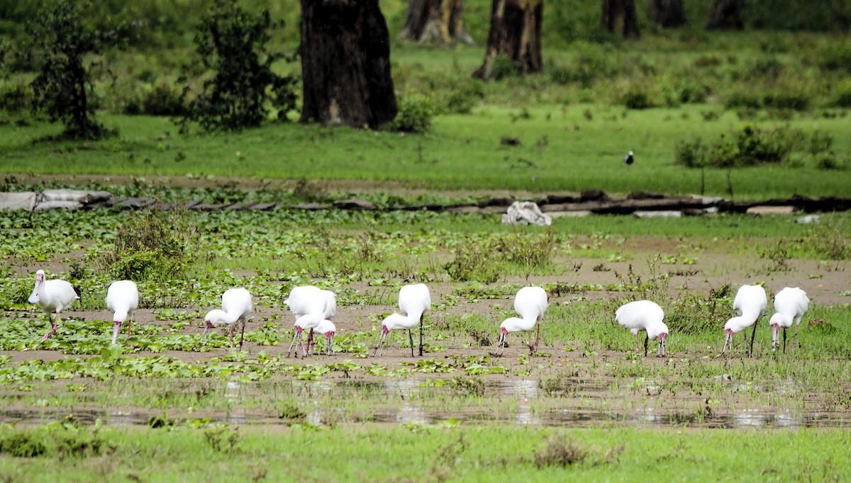 African Spoonbill - ML646482659