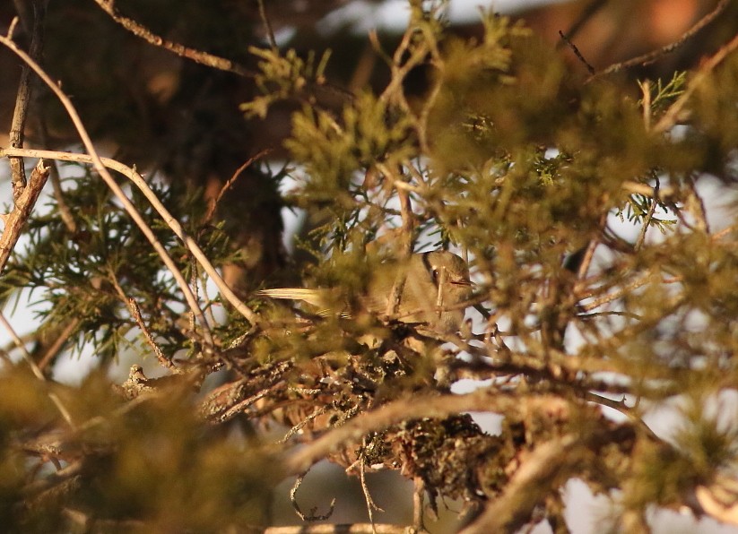 Gözlüklü Çalıkuşu - ML646482660