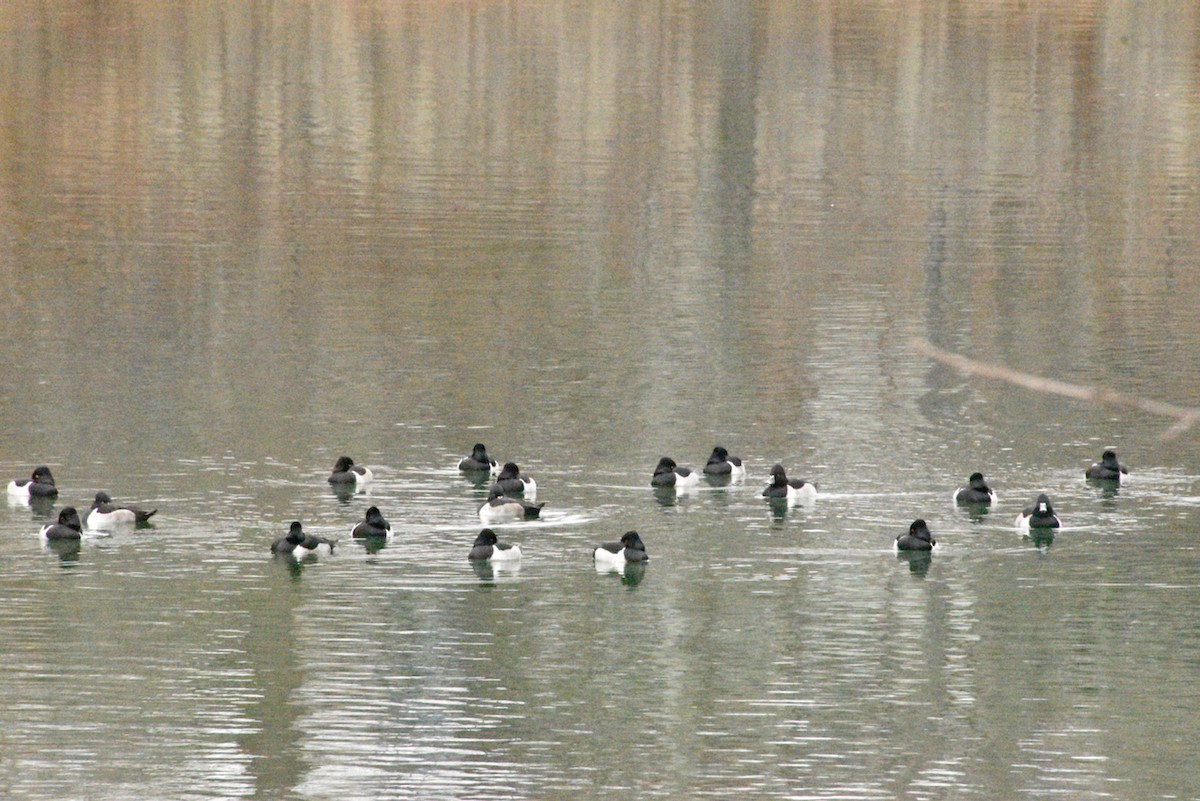 Ring-necked Duck - ML646482664