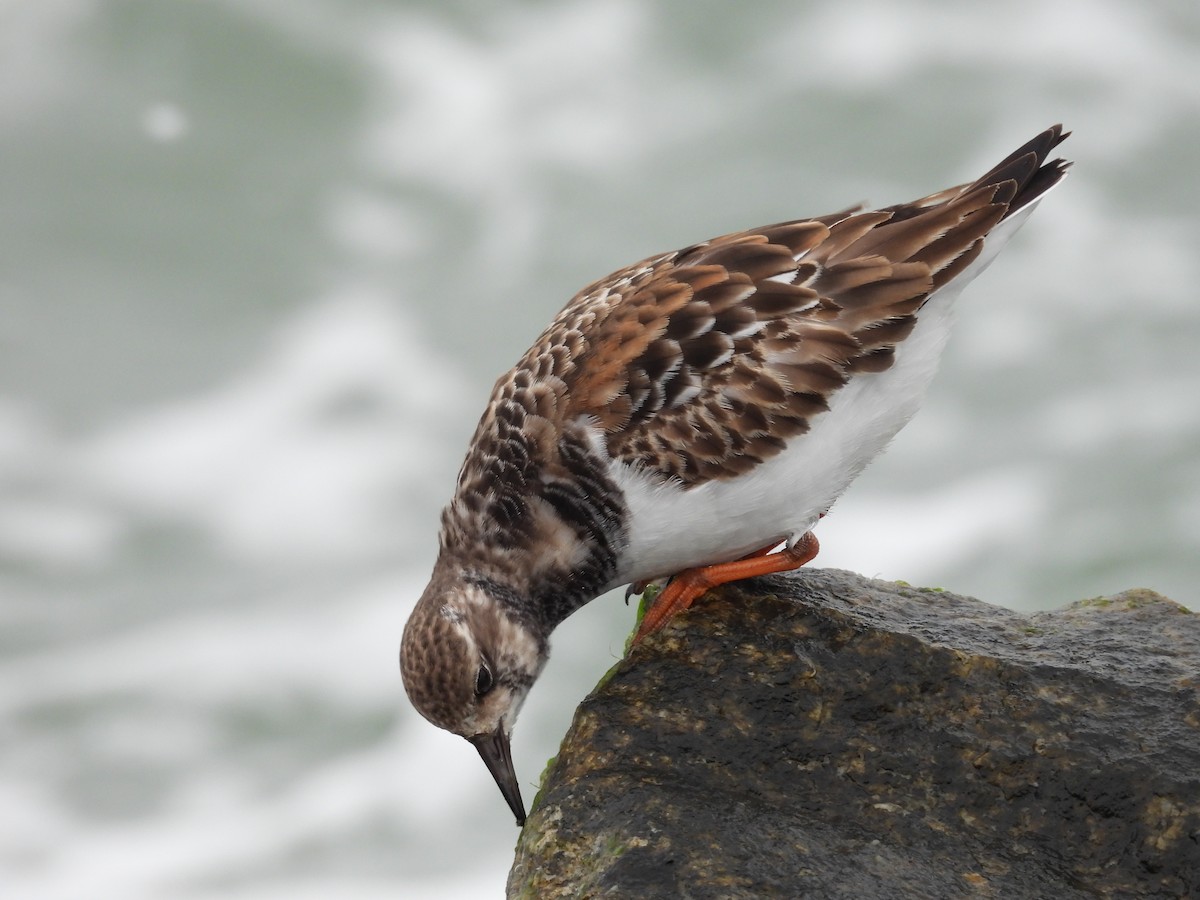 Taşçeviren - ML646482665