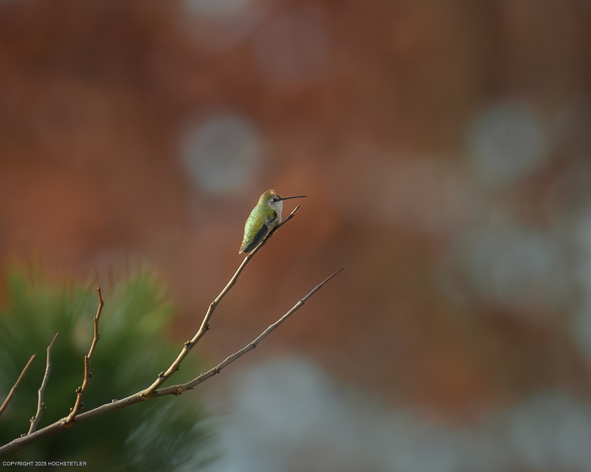 Black-chinned Hummingbird - ML646482670