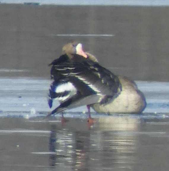 Antzara muturzuria - ML646482673