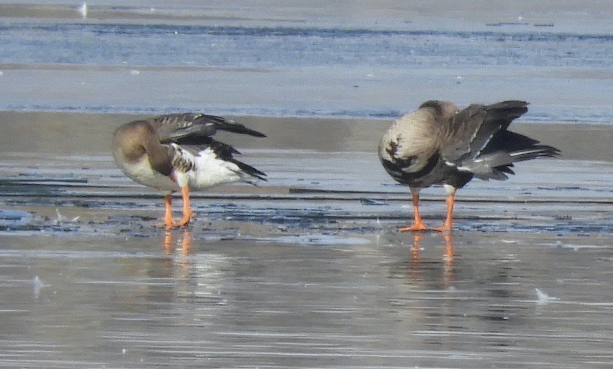 Antzara muturzuria - ML646482674