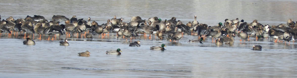 Antzara muturzuria - ML646482675