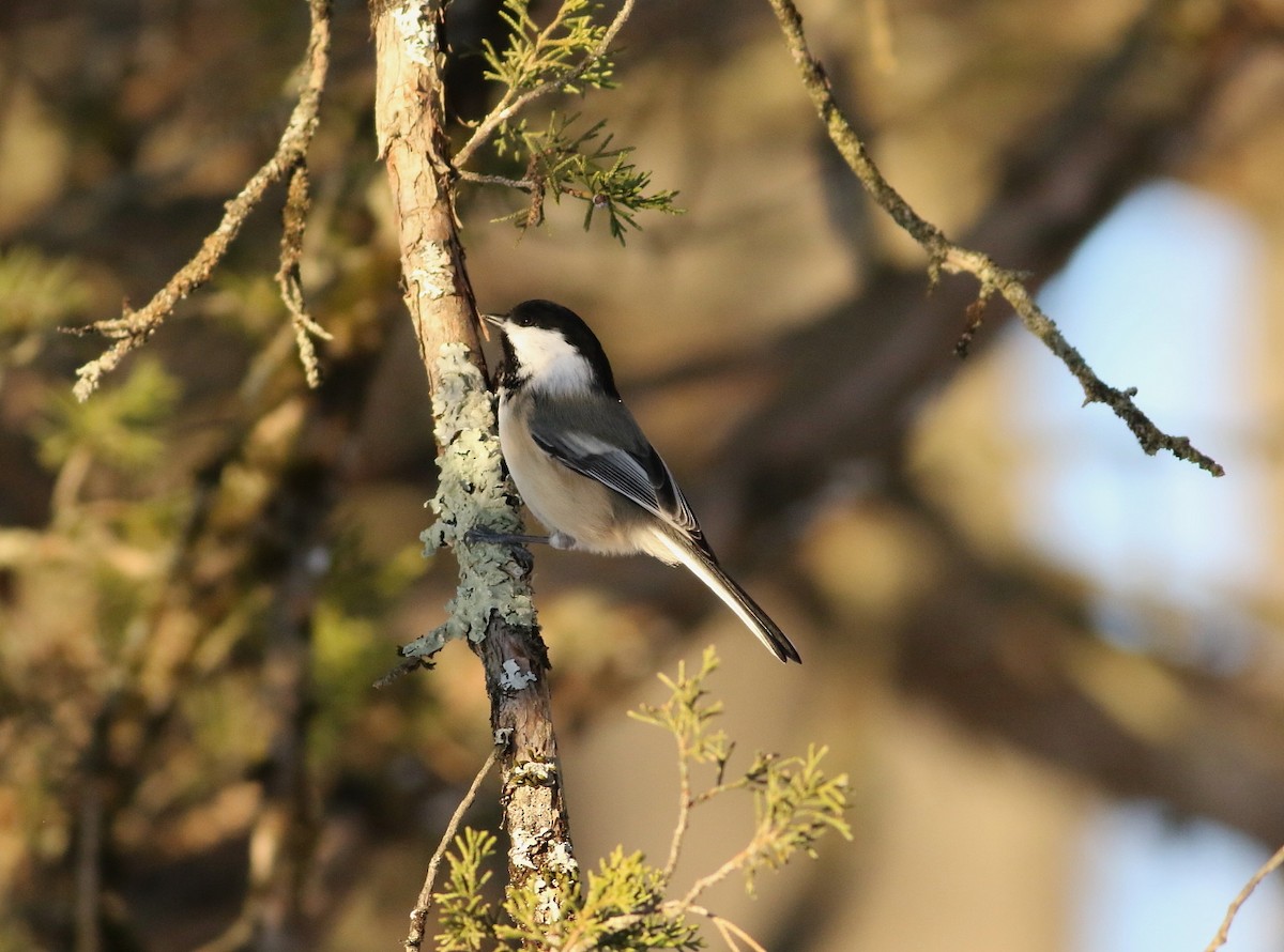 Black-capped Chickadee - ML646482676