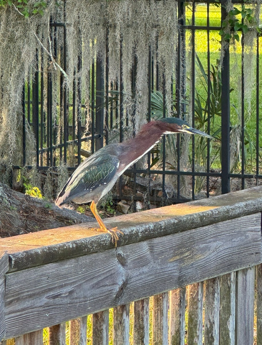 Garcilla Verde - ML646482679