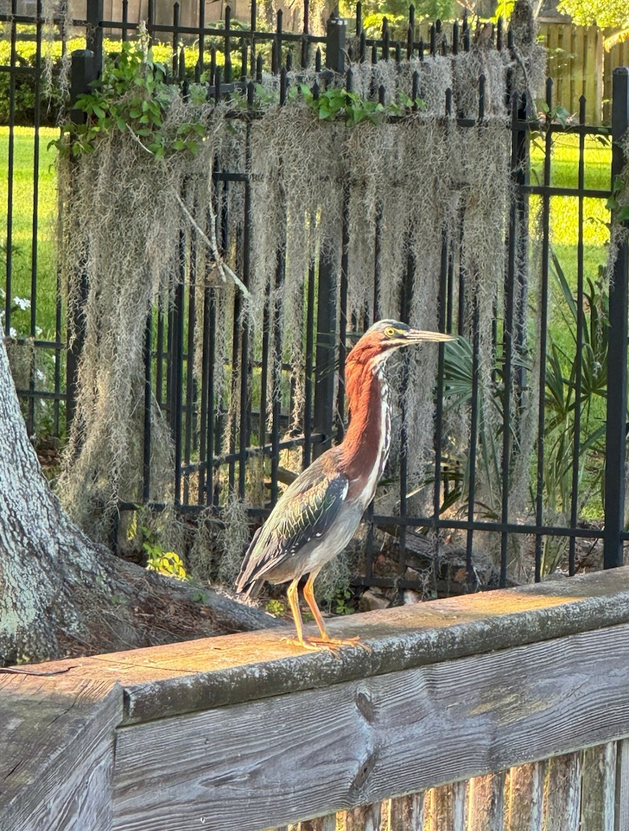 Garcilla Verde - ML646482680