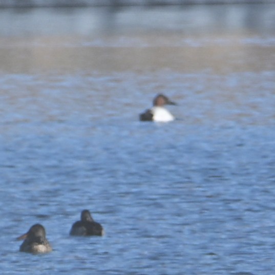 Canvasback - ML646482683