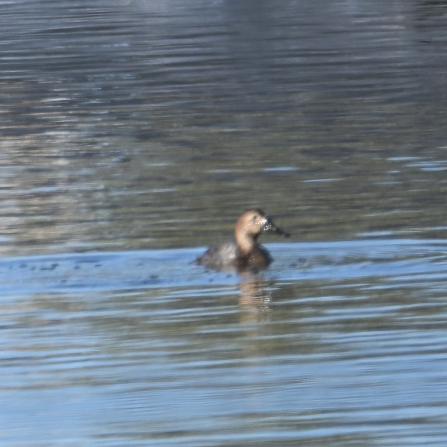 Canvasback - ML646482684
