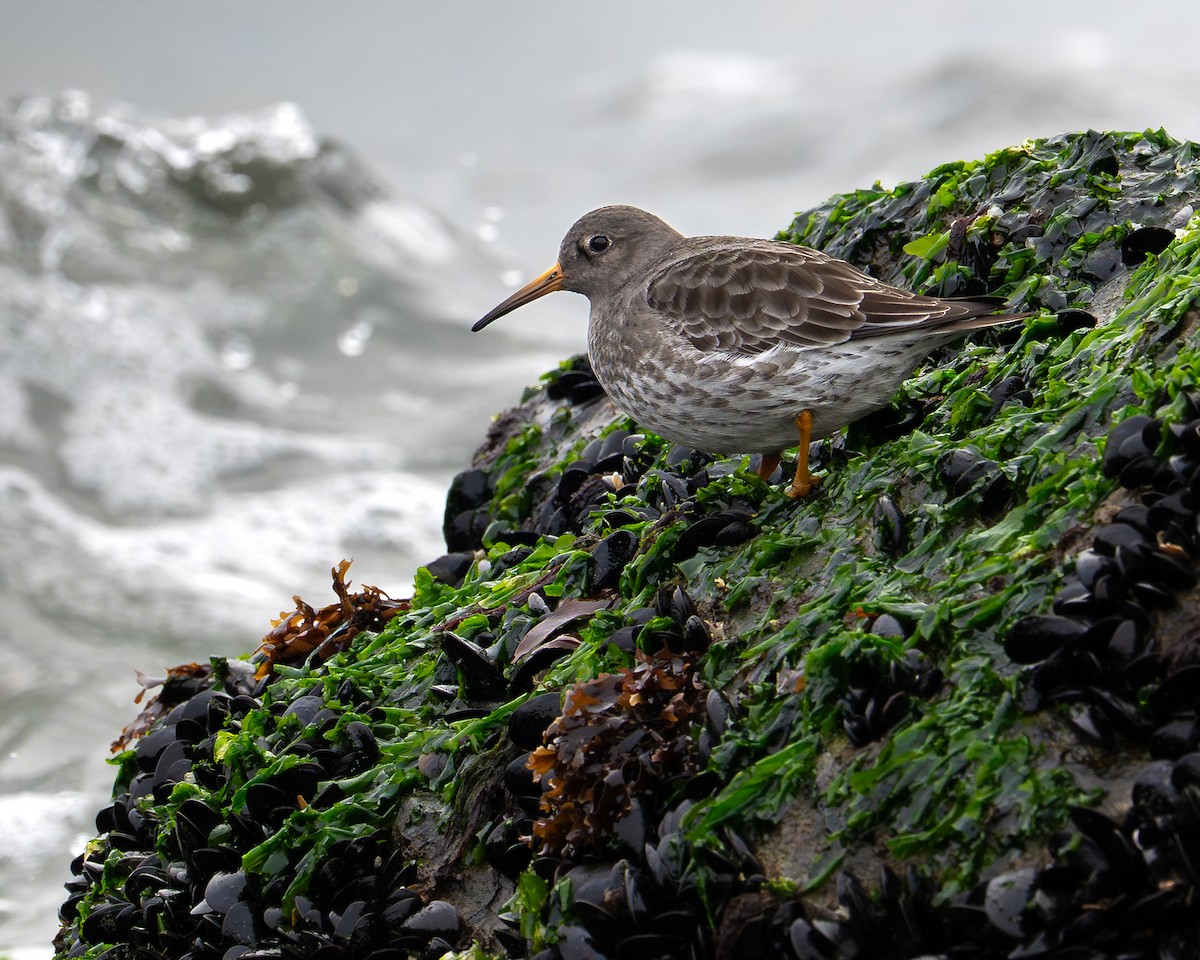 Meerstrandläufer - ML646482689