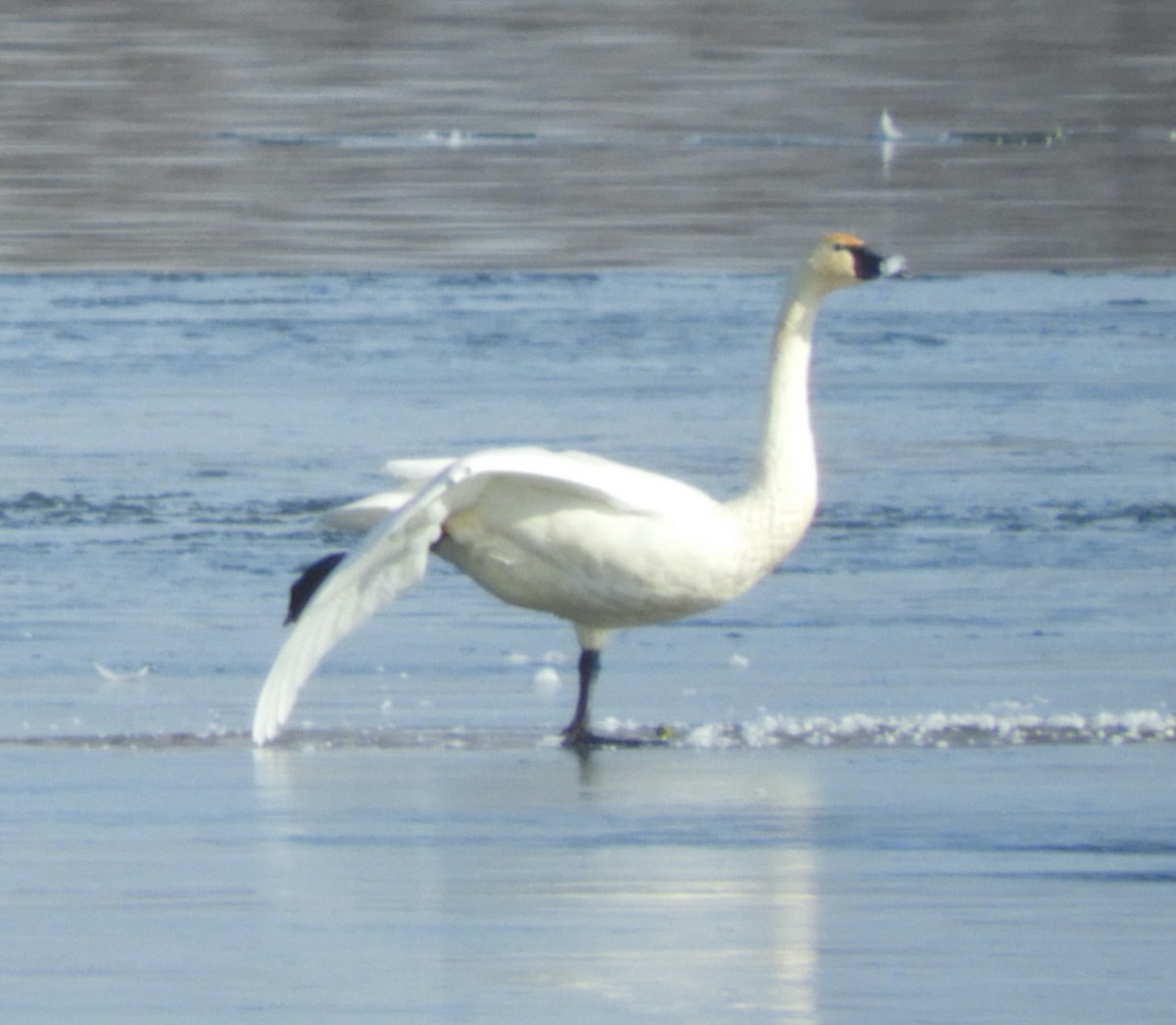 Beltxarga txistularia - ML646482690