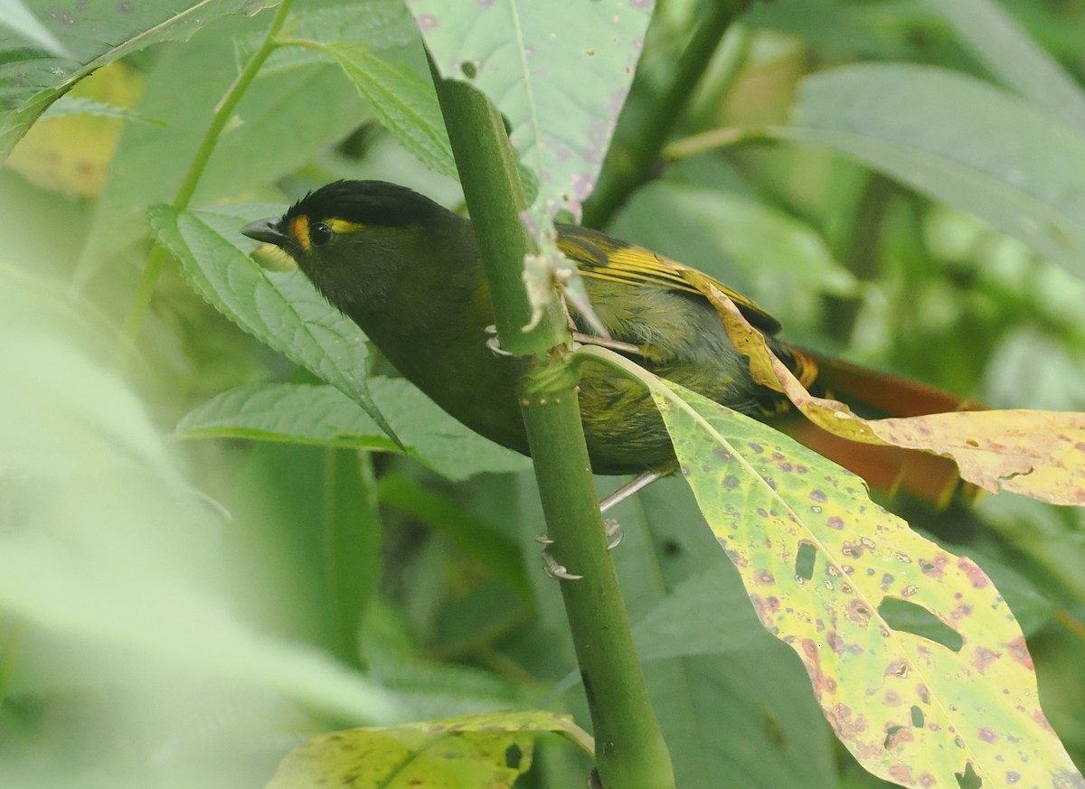 Bugunbunthäherling - ML646482694