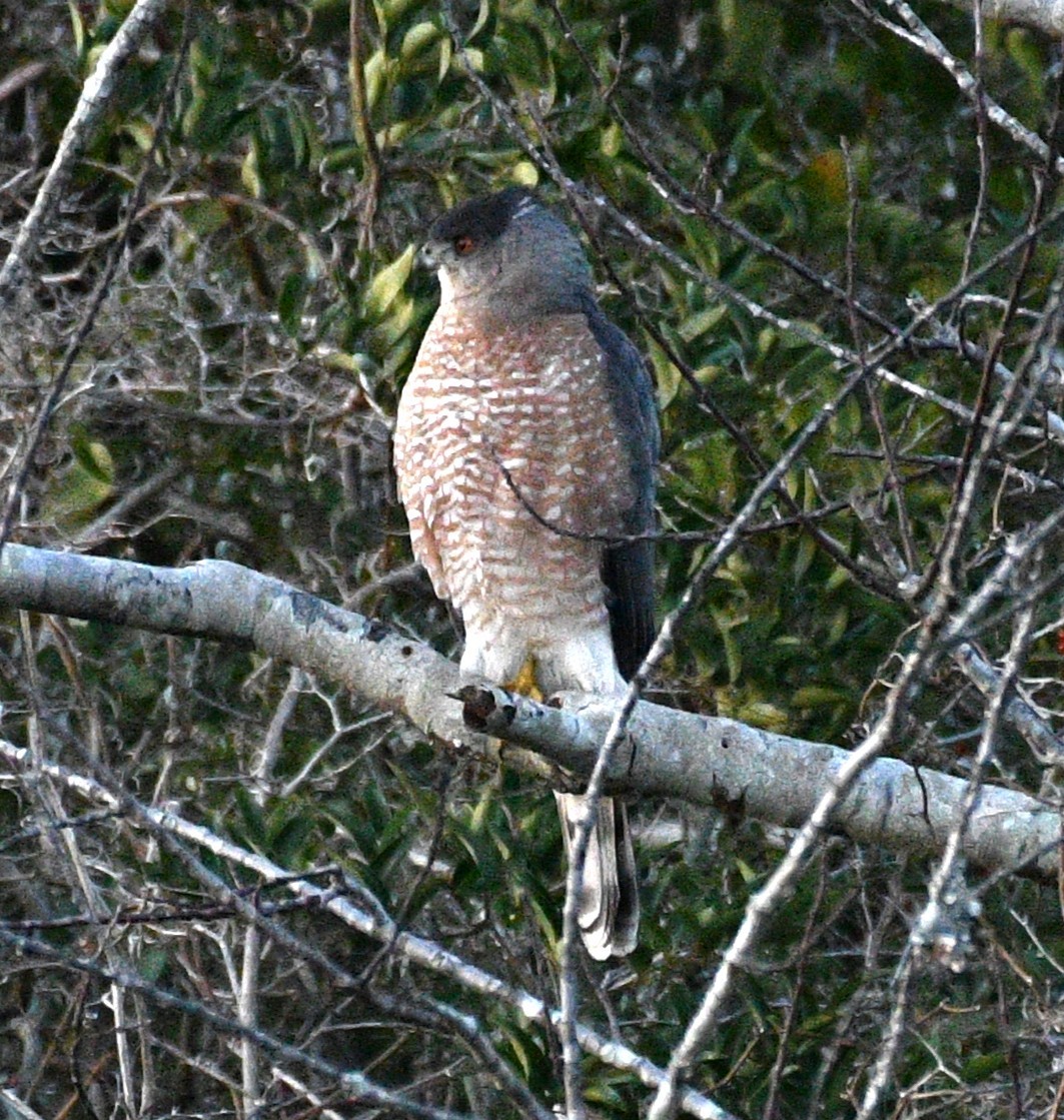 jestřáb americký - ML646482699