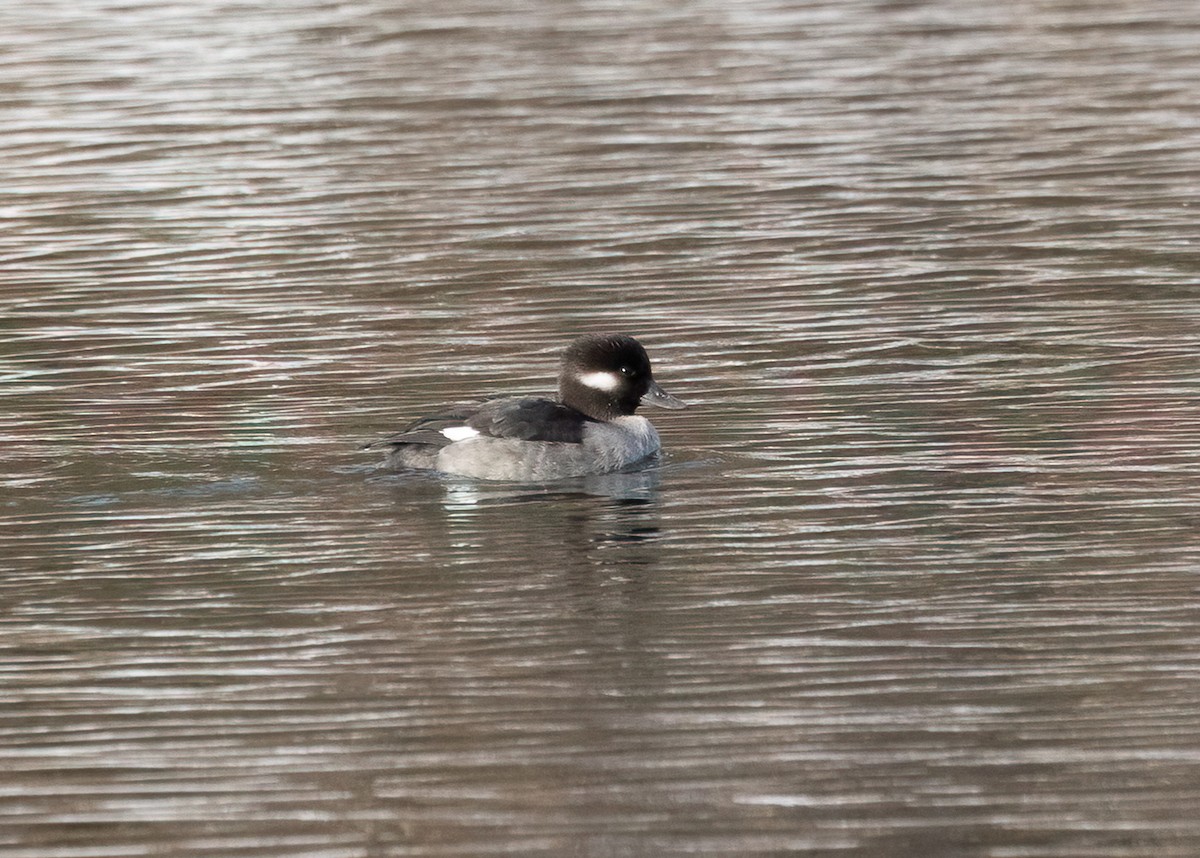 Bufflehead - ML646482705