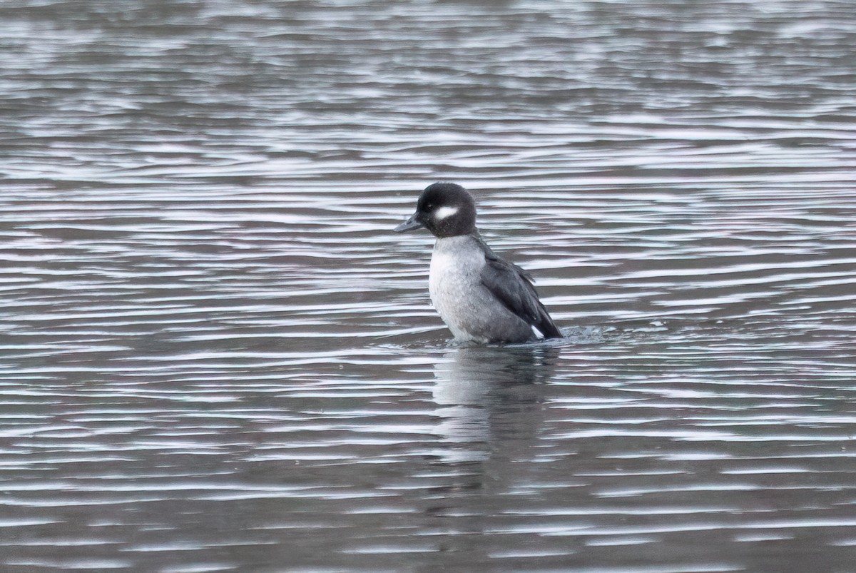 Bufflehead - ML646482706