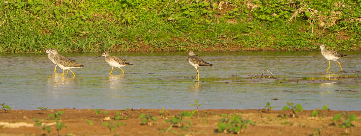 Kuliska hankahori handia - ML646482712