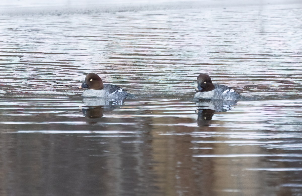 Common Goldeneye - ML646482716