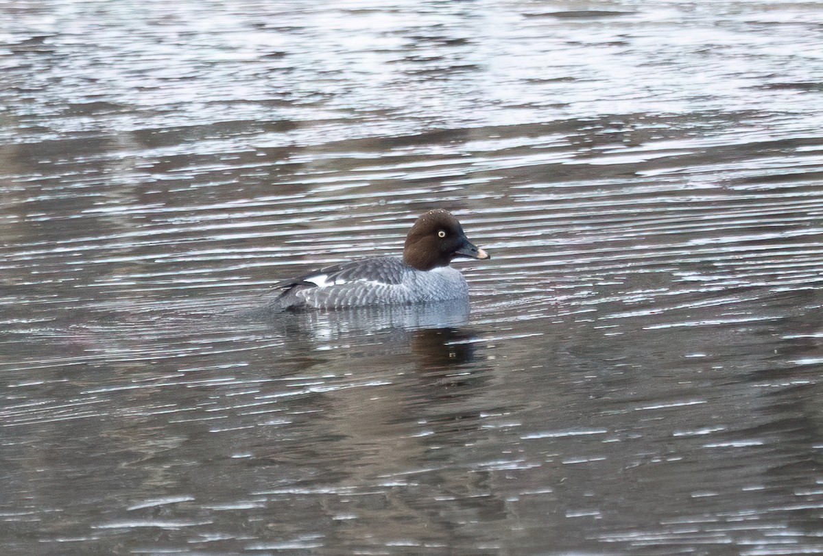 Common Goldeneye - ML646482717